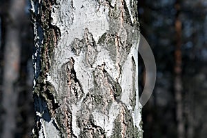 Birch tree trunk