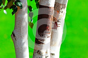 Birch tree trunk