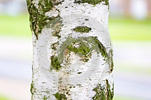 Birch tree trunk