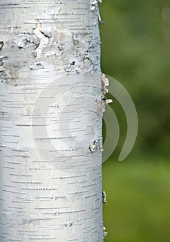 Birch Tree Trunk