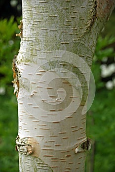 Birch tree trunk