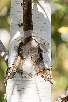 Birch tree trunk