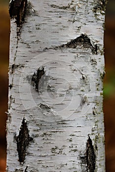 Birch tree trunk