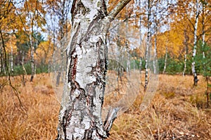 Birch tree trunk in an autumnal forest.