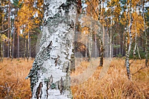 Birch tree trunk in an autumnal forest.