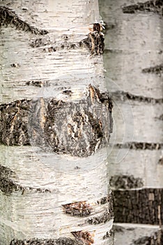 Birch tree trunk background