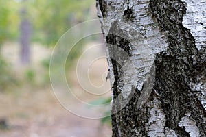 Birch Tree Trunk Bark Texture Close up on light brown