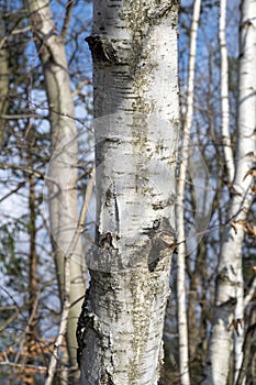 Birch tree trunk. Betula Tree bark close up. Detail
