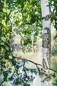 Birch tree trunk and branch with green leaves