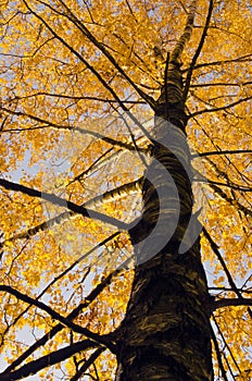 Birch tree trunk and branches with autumn leaves.