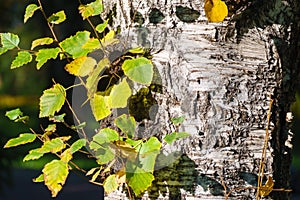 Birch tree trunk with branches and autumn leaves. The texture of the birch bark