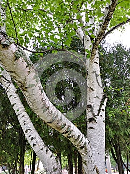 Birch tree trunk branches white