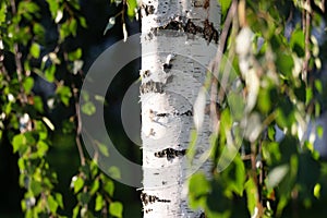 Birch tree trunk on a bright sunny summer day, closeup