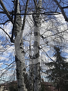 birch tree trunk close-up