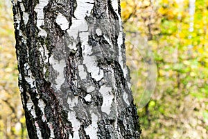 birch tree trunk close up in autumn forest