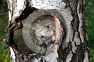 Birch tree trunk close-up with cracked bark on a bright day