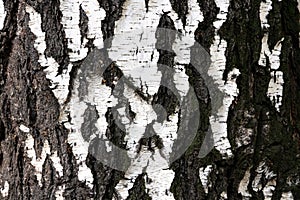 Birch tree trunk close-up with cracked bark on a bright day