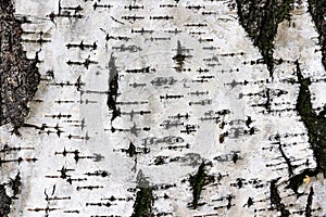 Birch tree trunk close-up with cracked bark on a bright day