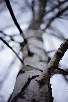 Birch tree trunk close-up, view up to the sky