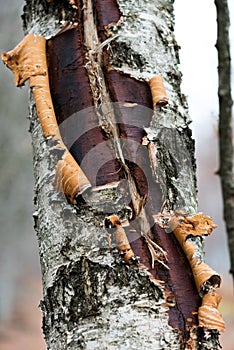 Birch tree trunk