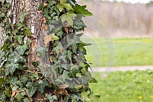 Birch Tree Trunk Enveloped in Ivy Leaves