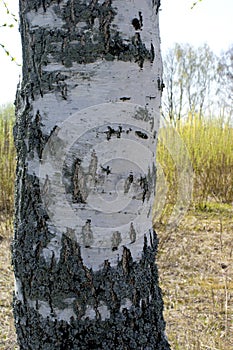 Birch tree