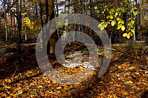Birch tree trunk in the forest with autumn colors