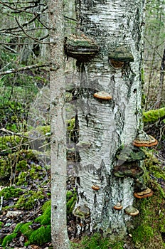 Birch tree trunk in forest, full of mushrooms on the bark