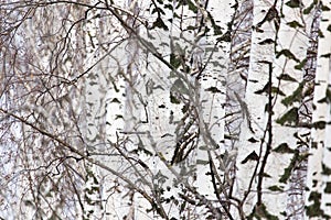 Birch tree trunk in a forest in nature