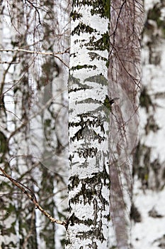 Birch tree trunk in a forest in nature