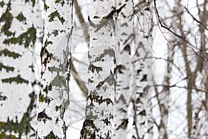 Birch tree trunk in a forest in nature