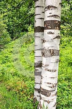 Birch tree trunk on green background