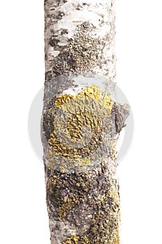 Birch tree trunk isolated on white background.