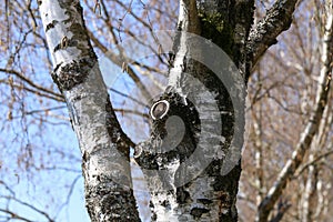 Birch tree trunk with a knot in the forest in winter