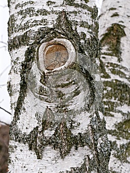Birch tree trunk with a knot and white bark