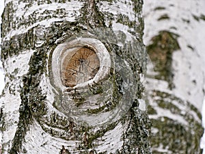 Birch tree trunk with a knot and white bark