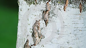 Birch tree trunk in nature with green in background,close up