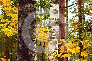 Birch tree trunk in October