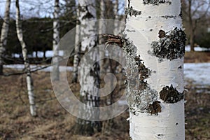 Birch Tree Trunk Photographed in Finnish Forest