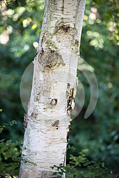 birch tree trunk in a public garden
