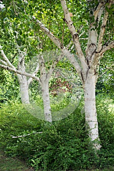 birch tree trunk in a public garden