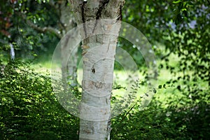 birch tree trunk in a public garden