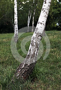 Birch tree trunk - raw