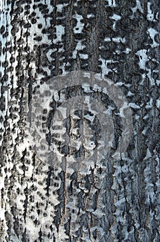 Birch tree trunk texture