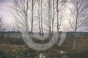 birch tree trunk texture - vintage film look