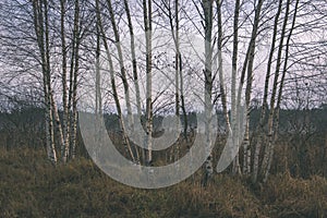 birch tree trunk texture - vintage film look