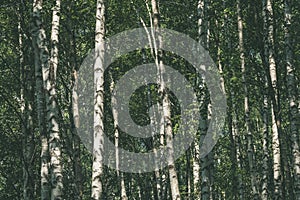 birch tree trunk texture - vintage retro look