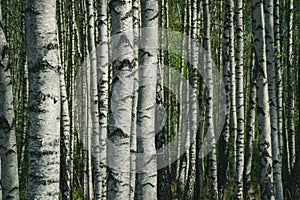 birch tree trunk textured background pattern