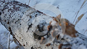 Birch tree trunk, tree bark in winter