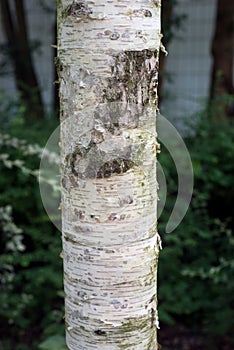 birch tree trunk in urban park